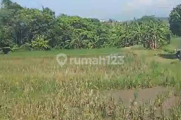 Land for Sale Pasut Location
