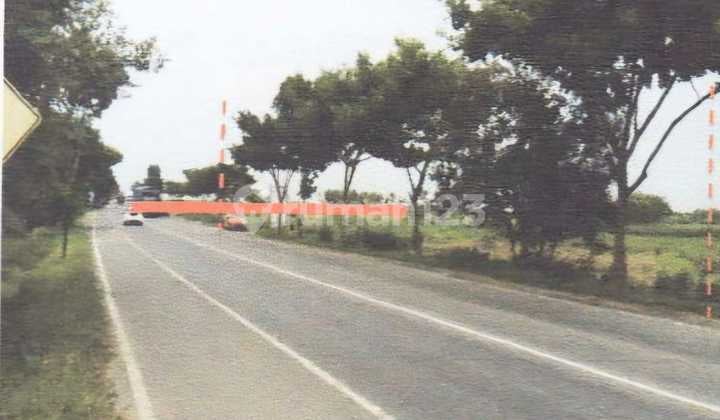 DISEWAKAN TANAH di pinggir jalan besar jalur pantura jl Kragan-Rembang, Desa Temaji, TUBAN, Jawa Timur