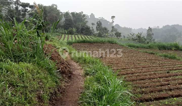 Dijual Tanah Luas Di Lokasi Strategis Cikole, Lembang Tanah