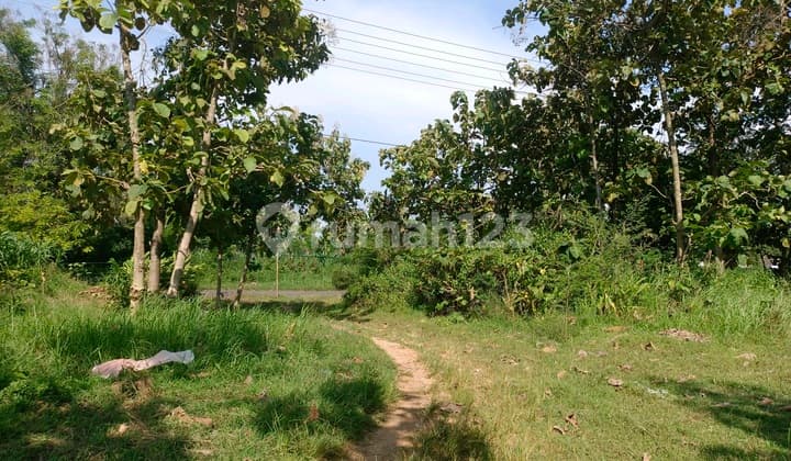 Tanah Luas 9000M² Kerek Tuban: View Pedesaan Indah, Prospek Cerah