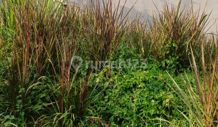 Tanah Hunian Lokasi Strategis Di Wiyung