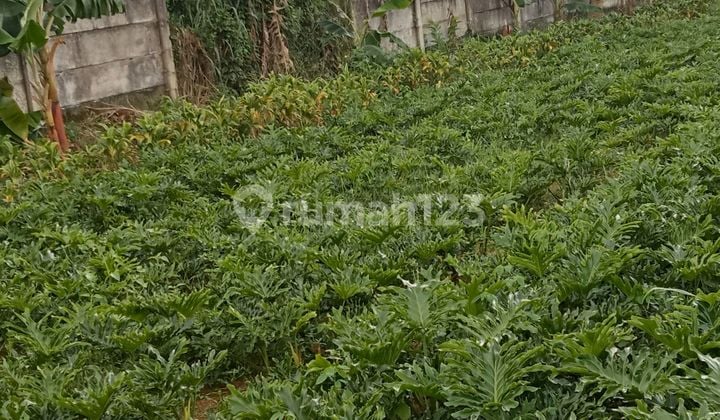 Dijual Cepat Sebidang Tanah Seluas 500 Meter²