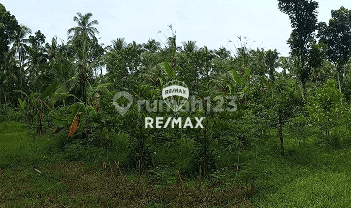 Dijual Cepat Tanah Strategis Gombengsari - Kalipuro, Banyuwangi