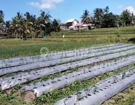 Kebun + Sawah View Alam Asri - Jambesari, Giri Banyuwangi