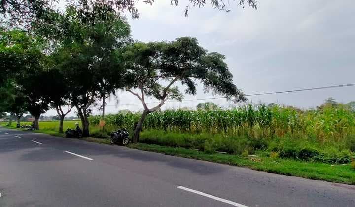Tanah 2810 m2 SHM Lokasi Premium dekat Bandara Blimbingsari, Banyuwangi