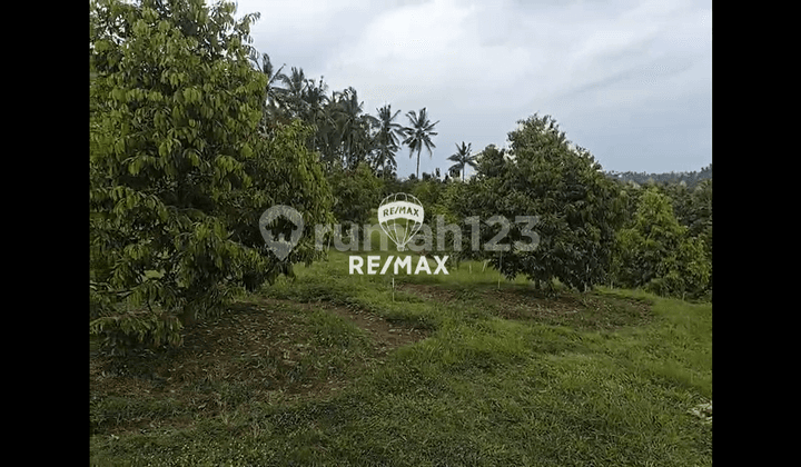 Dijual Kebun Durian Premium - Macan Putih