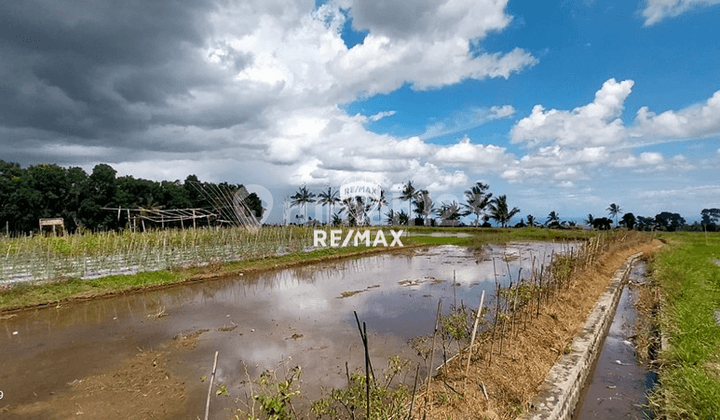 Dijual Tanah Strategis Banjar-Licin, Banyuwangi