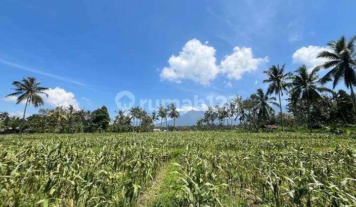 Tanah View Sawah Dan Gunung 4015 m2 Glagah, Banyuwangi