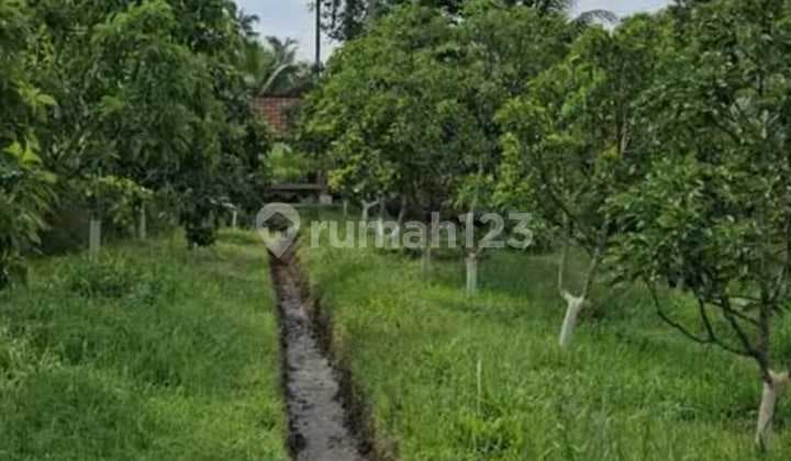 Tanah dekat Resto Kemarang 1500 m2 SHM Glagah, Banyuwangi