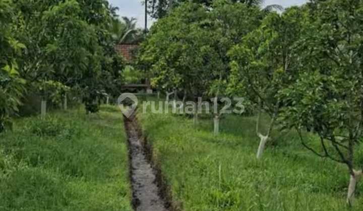 Land near Kemarang Restaurant 1500 m2 SHM Glagah, Banyuwangi
