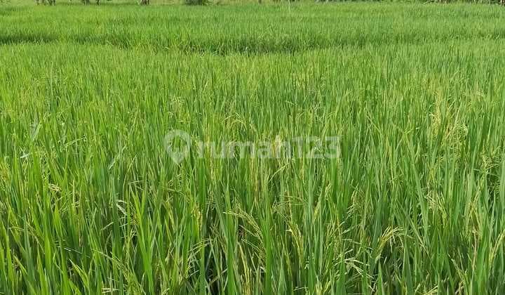 Dijual Tanah Sawah View Gunung Glagah, Banyuwangi