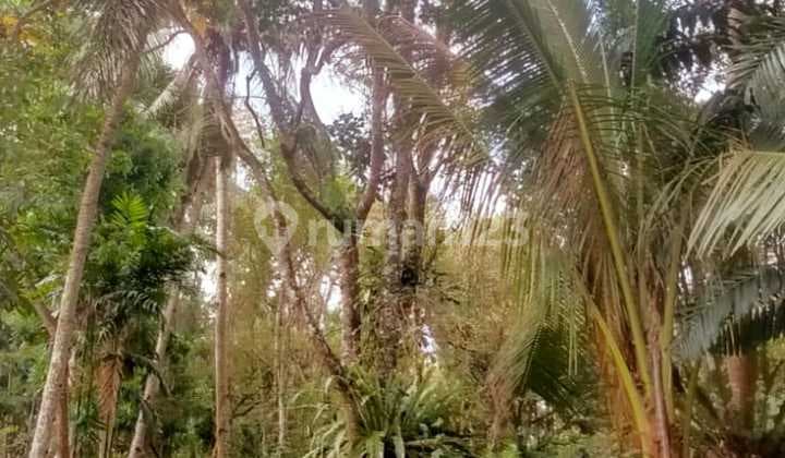 Dijual Tanah Kebun – Lembah Banjar, Licin, Banyuwangi