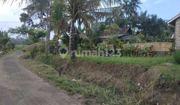 Dijual Tanah Kebun, SHM Segobang – Licin, Banyuwangi