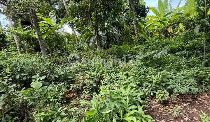 Di Jual Tanah Area Ubud Dekat Tempat Wisata