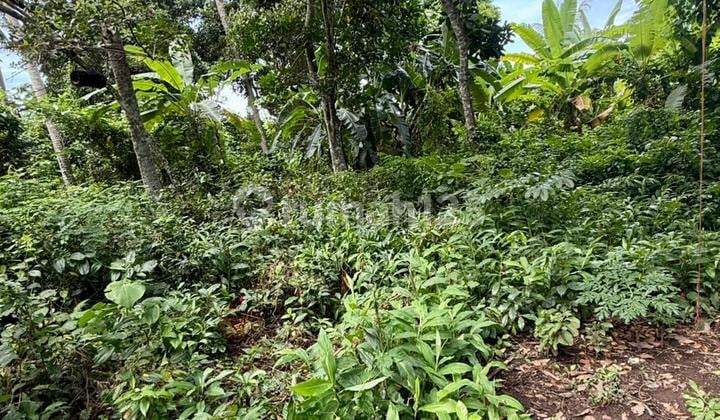Di Jual Tanah Area Ubud Dekat Tempat Wisata