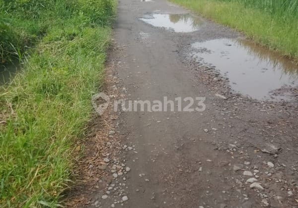 Tanah Sawah Luas 1338 Meter Persegi Lokasi Strategis Dekat Pasar Godean - Sleman