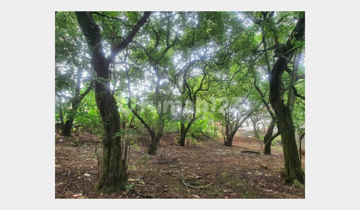 Tanah Luas Harga Nego Dekat Detos, Rangkapan Jaya