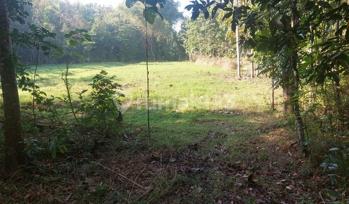 Bangunjiwo, Tanah Kasihan Bantul, Dekat Universitas Alma Ata