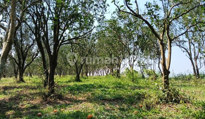 Dijual Murah Tanah Kebun Di Sumberbendo Petungsewu