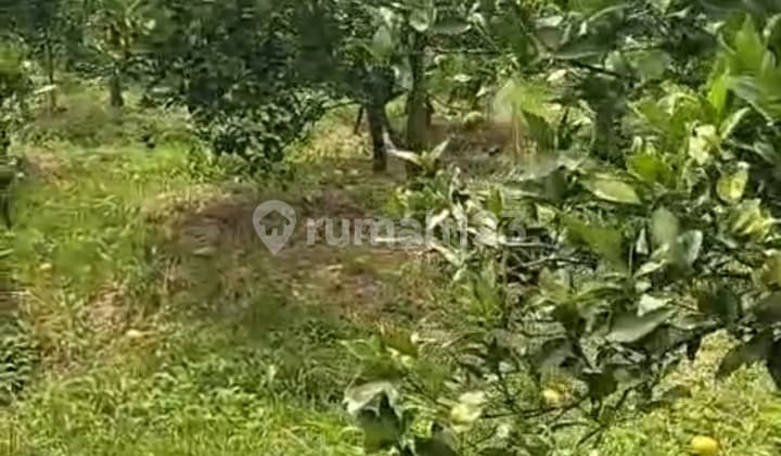 Kebun Jeruk Dau Petungsewu Poros Jalan Siap Panen