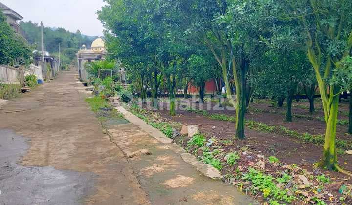 Dijual Cepat Harga Murah Kebun Jeruk Dau Selorejo Dkt Bedengan