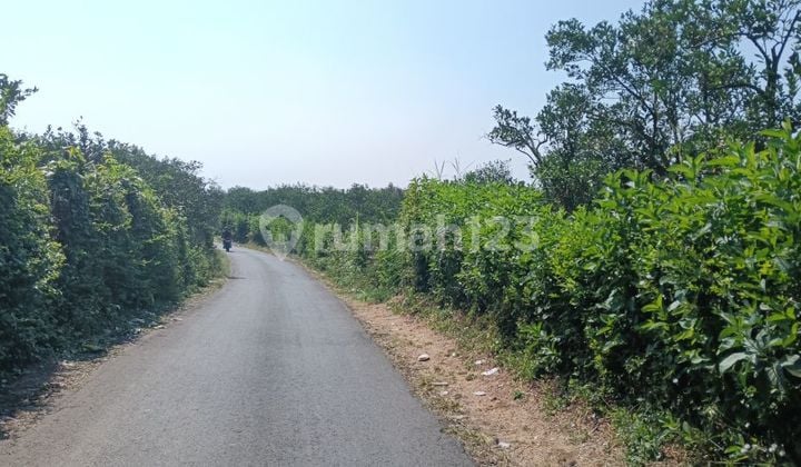 Dijual Murah Kebun Dau Strategis Bentuk Kotak Dekat Bedengan