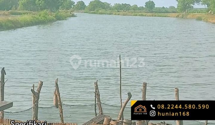Tanah Tambak Udang Vaname Ikan Bandeng Aktif Produktif Bangil Pasuruan