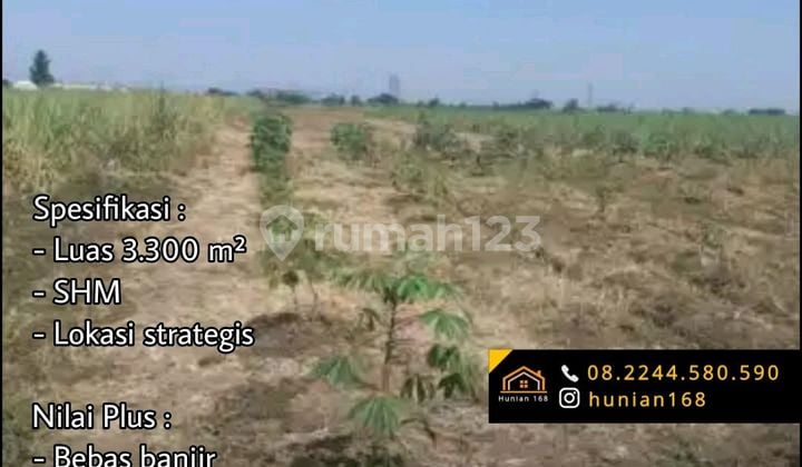 Tanah Sawah Aktif Produktif Mojoagung Mojokerto Jombang Jawa Timur