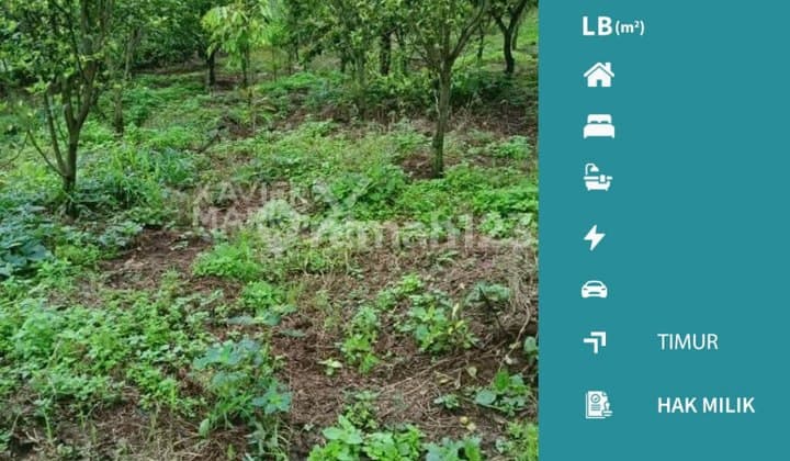 Cheap Land Suitable for Farming in Klampok, Singosari Malang