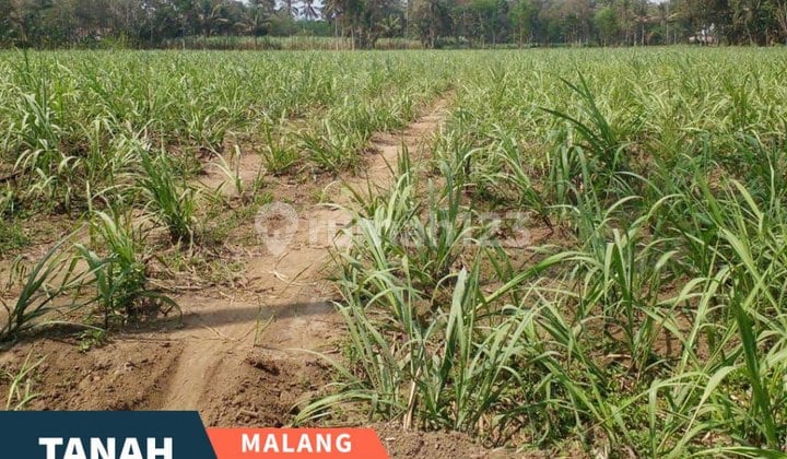 Tanah Luas Lokasi Pringu Bululawang Malang