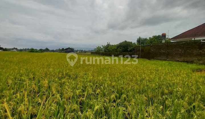 Dijual Murah Tanah Sawah SHM Cocok untuk Rumah Tinggal Sleman