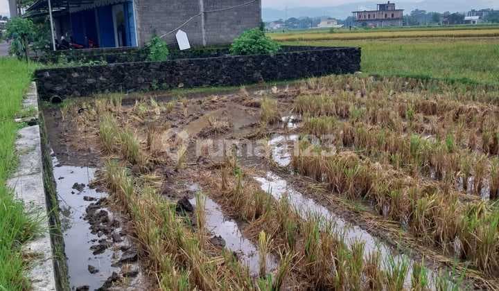 Dijual Tanah Sawah bisa Pengeringan di Bokoharjo Sleman