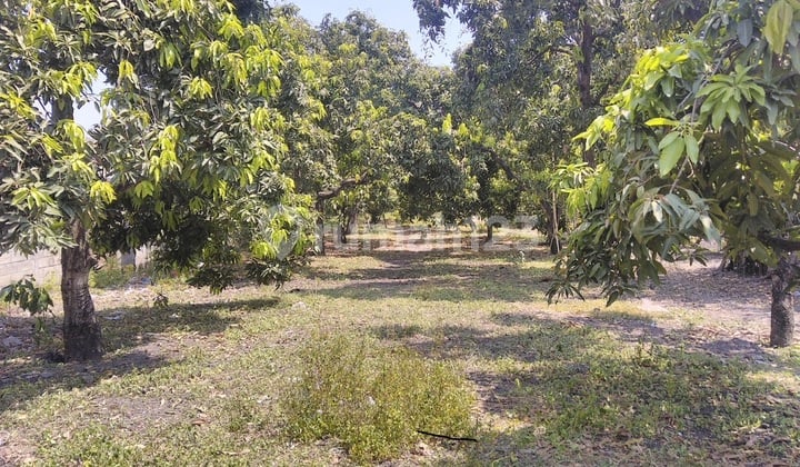 Tanah 10.429 M2 Rembang, Pasuruan