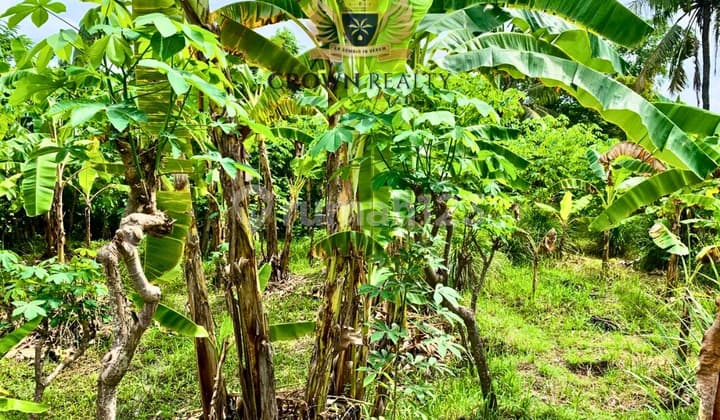 Premium 1,082 M² Green Land With River Stream