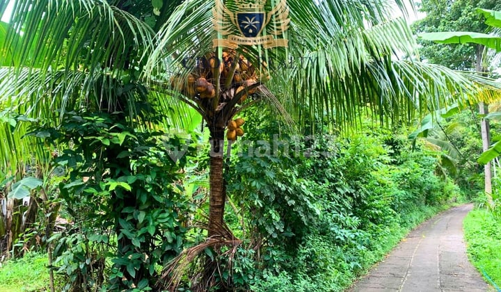 Boutique Freehold Land Opportunity In Peaceful Lovina Bali