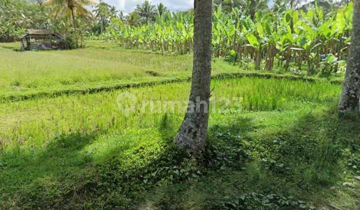 Lahan Jual Luas 10 Are View Sawah dan Gunung Lokasi Payangan