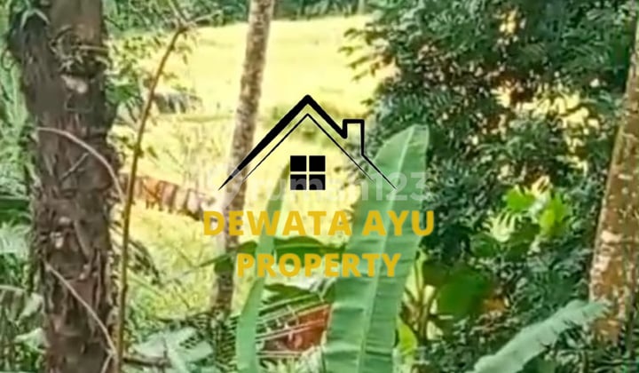 LAHAN SEWA 50 ARE VIEW SAWAH DAN HUTAN KAWASAN VILLA DI KELUSA