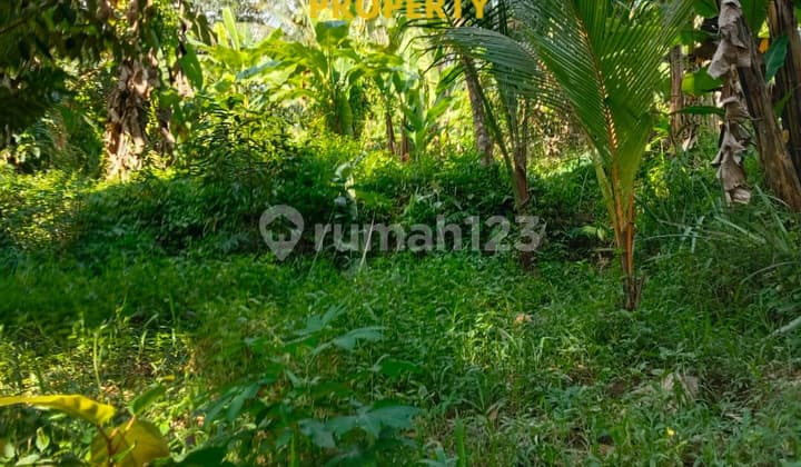 WIDE LAND 50 AREAS IN PINK ZONE WITH RIVER AND FOREST VIEW, LOCATION PETULU