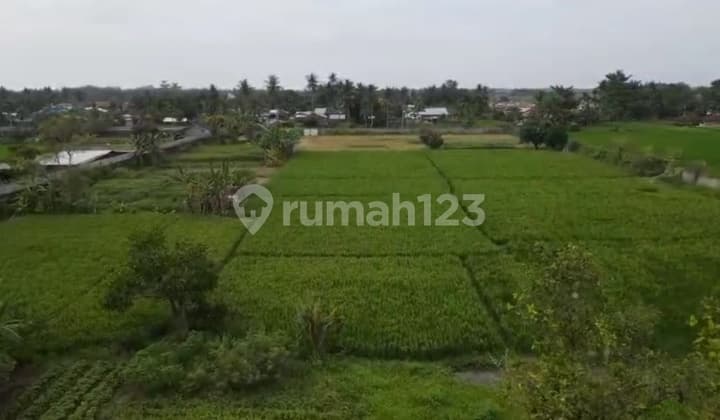 Di Jual Tanah Batang Kuis +- 2Ha Dekat Bandara