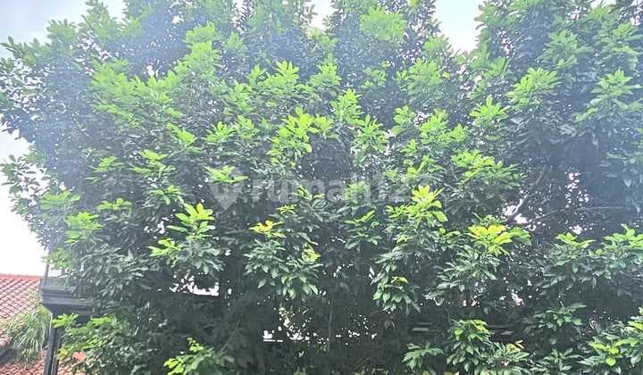 For Rent House Raffles Hills (Upper Floor Greenhouse)