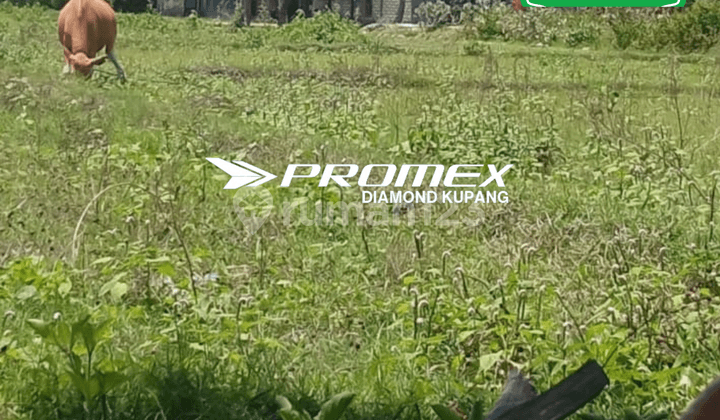 Dijual Tanah Lokasi Oekabiti