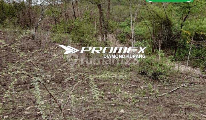 DI JUAL TANAH LOKASI DESA NAIONI