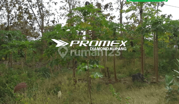 DIJUAL TANAH LOKASI AMABI OEFETO TIMUR