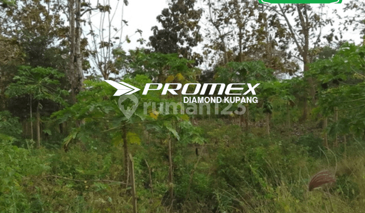 DIJUAL TANAH LOKASI NUNMAFO KABUPATEN KUPANG