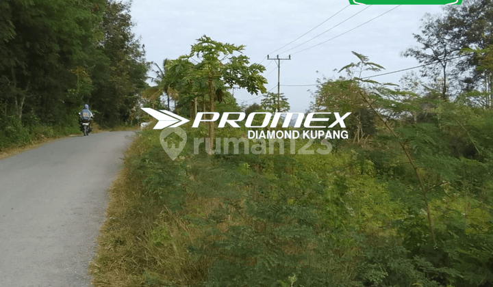 DIJUAL TANAH LOKASI OEMOFA KABUPATEN KUPANG