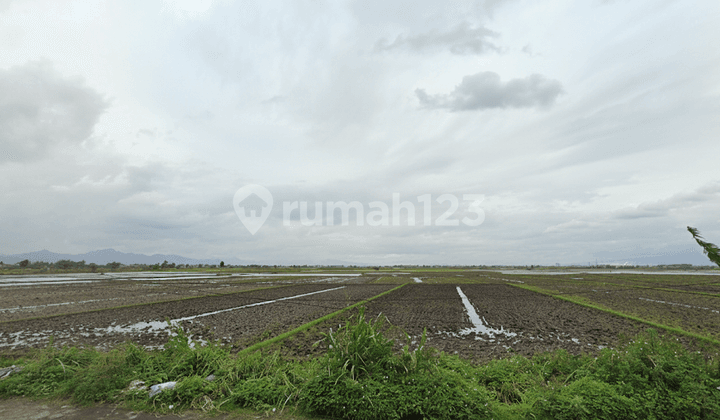 Tanah Sawah 6Ha Jl. Majalaya Rancaekek Dekat Gudang Kahatex