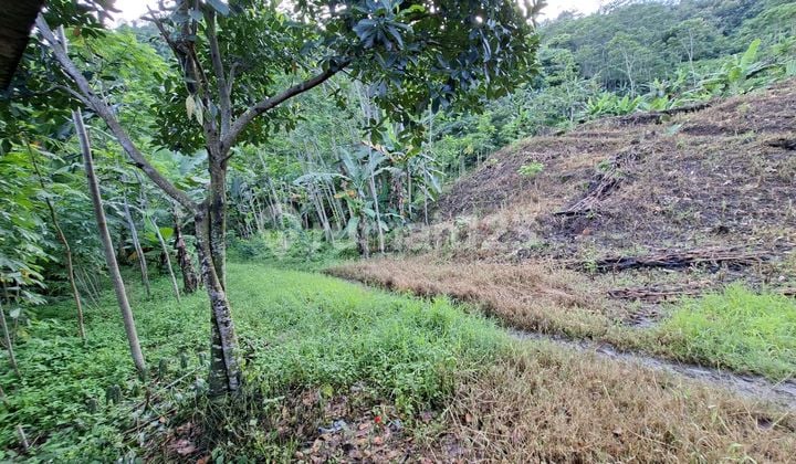 Dijual Tanah Cocok untuk Ternak Ayam Udara Sejuk Dekat Sungai