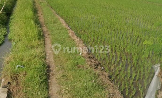 Dijual Tanah Sawah Bentuk Kotak Mojokerto
