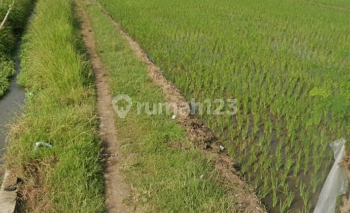Dijual Tanah Sawah Bentuk Kotak Mojokerto