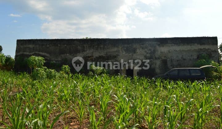 Investasi Menguntungkan! Tanah Luas di Tuban, Jawa Timur